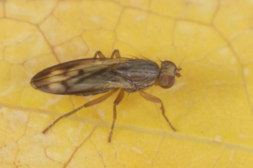 Opomyza germinationis